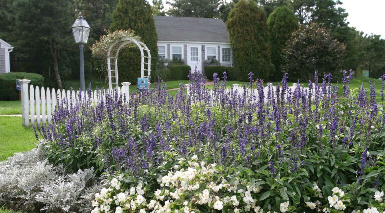 Flower garden with purple flowers in front of Tulip Cottage on Cape Cod.