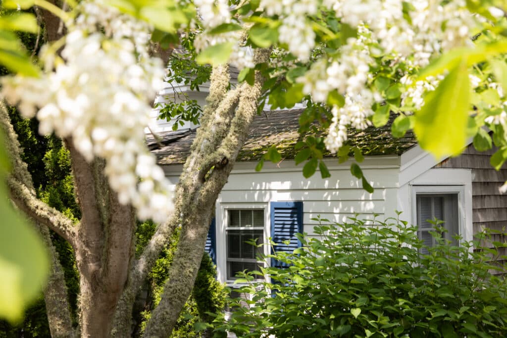 A white house with blue shutters is partially hidden behind leafy green bushes and a flowering tree in the foreground.