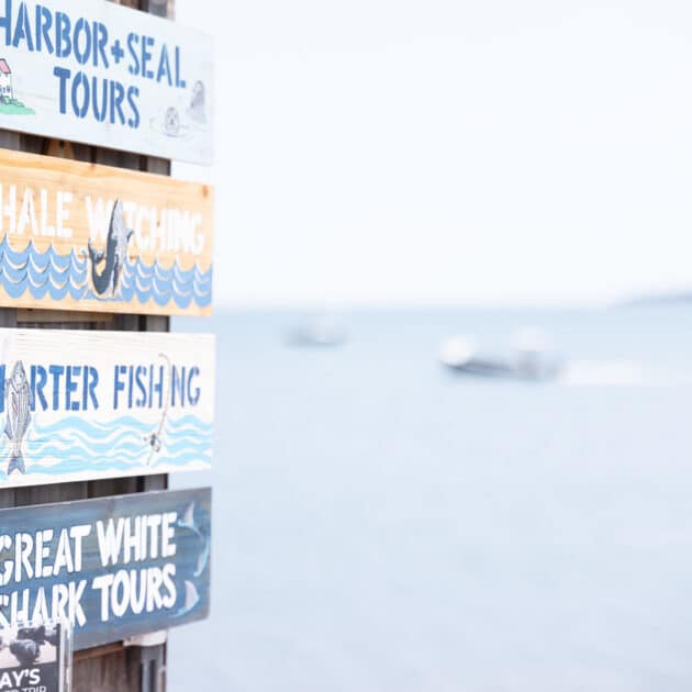 Four wooden signs on a post advertise harbor seal tours, whale watching, charter fishing, and great white shark tours by the water, with a blurred boat in the background.