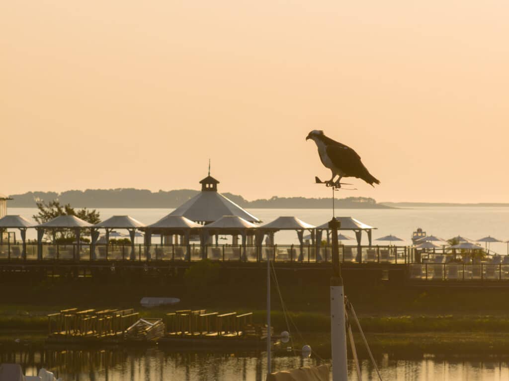 A bird is perched on a pole at sunset with a pavilion, waterfront, and distant land visible in the background, creating a scene worthy of a news photo for the evening press.