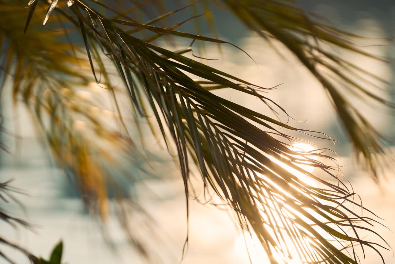 Close-up of pine needles with sunlight shining through, creating a warm and soft background blur—perfect for envisioning tranquil poolside retreats or relaxing afternoons in cozy cabanas.