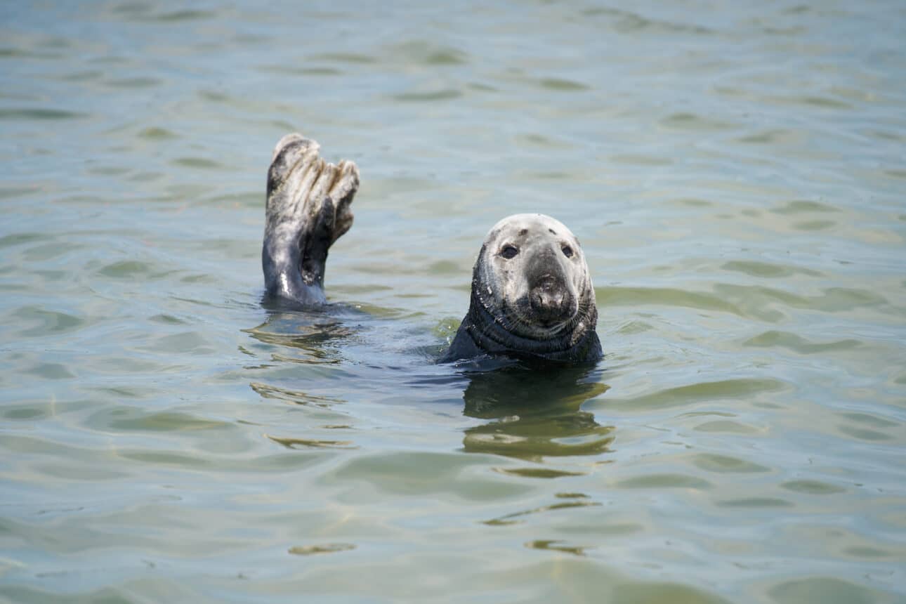 A seal enjoys On the Water Experiences, floating upright in calm water with one flipper raised above the surface.