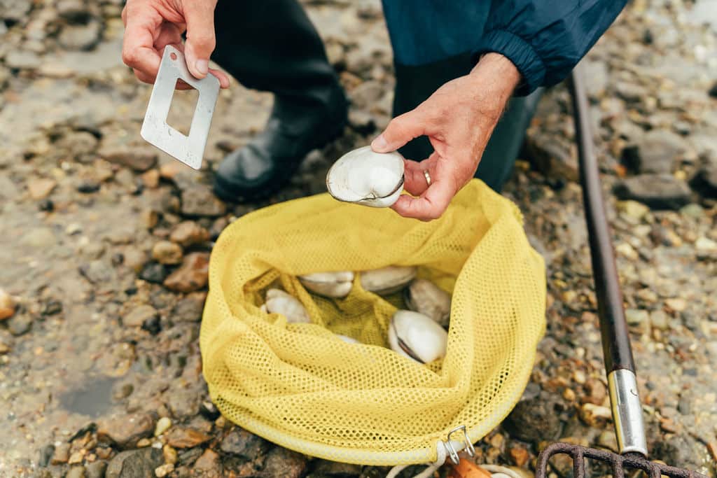A person practices clamming, examining a clam with a metal gauge above a yellow mesh bag filled with clams, standing on a rocky shoreline—perhaps inspired by Captain John’s legendary techniques.
