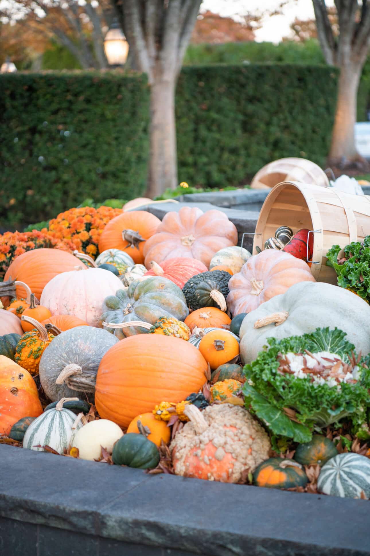 A variety of pumpkins and gourds are arranged in a garden bed at Wequassett, with a wooden basket tipped over among the produce. Trees and hedges frame this Cape Cod harvest scene.