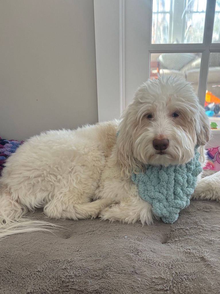 dog with bandana