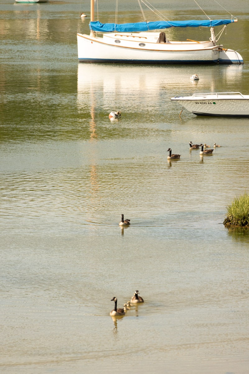A group of geese swim in a calm body of water near two anchored boats, one with a blue tarp, on a sunny day—an ideal birdwatching spot at Pleasant Bay.