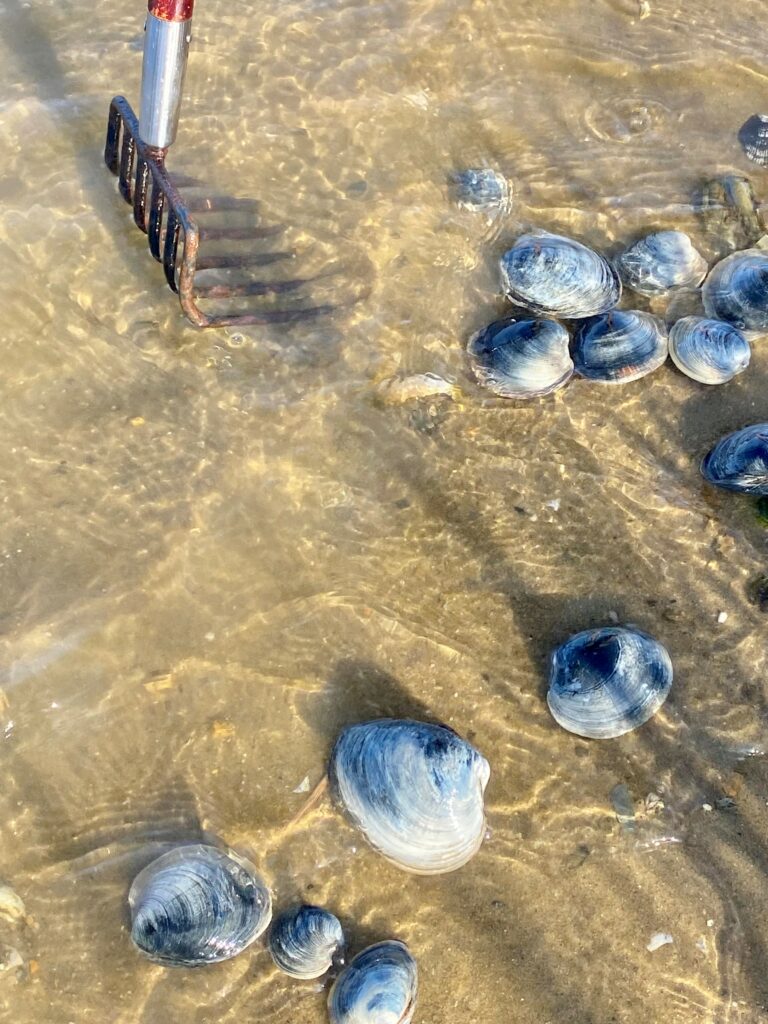 Clamming