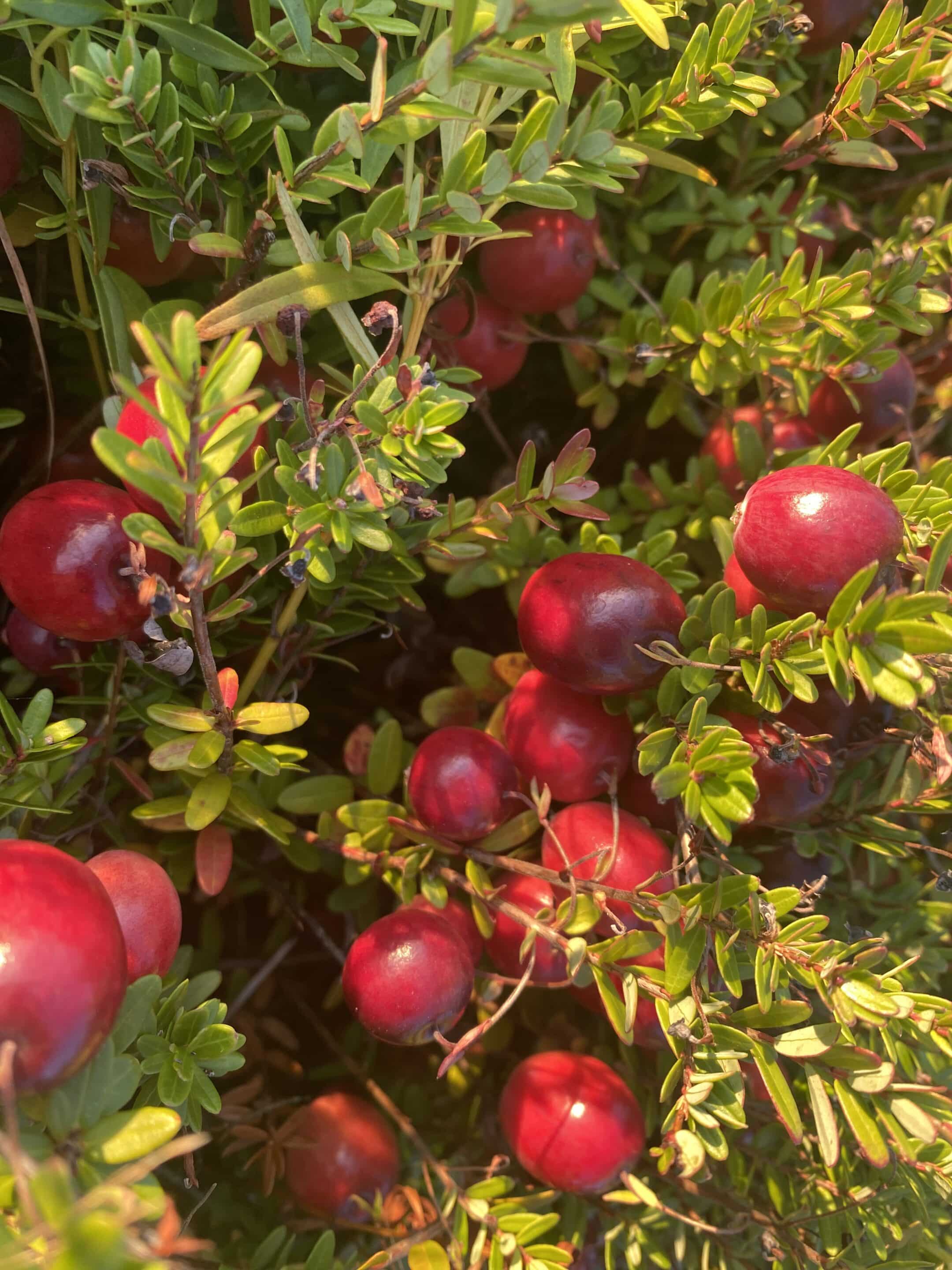 Clusters of ripe, red cranberries grow among green leaves on a bush, illuminated by sunlight.