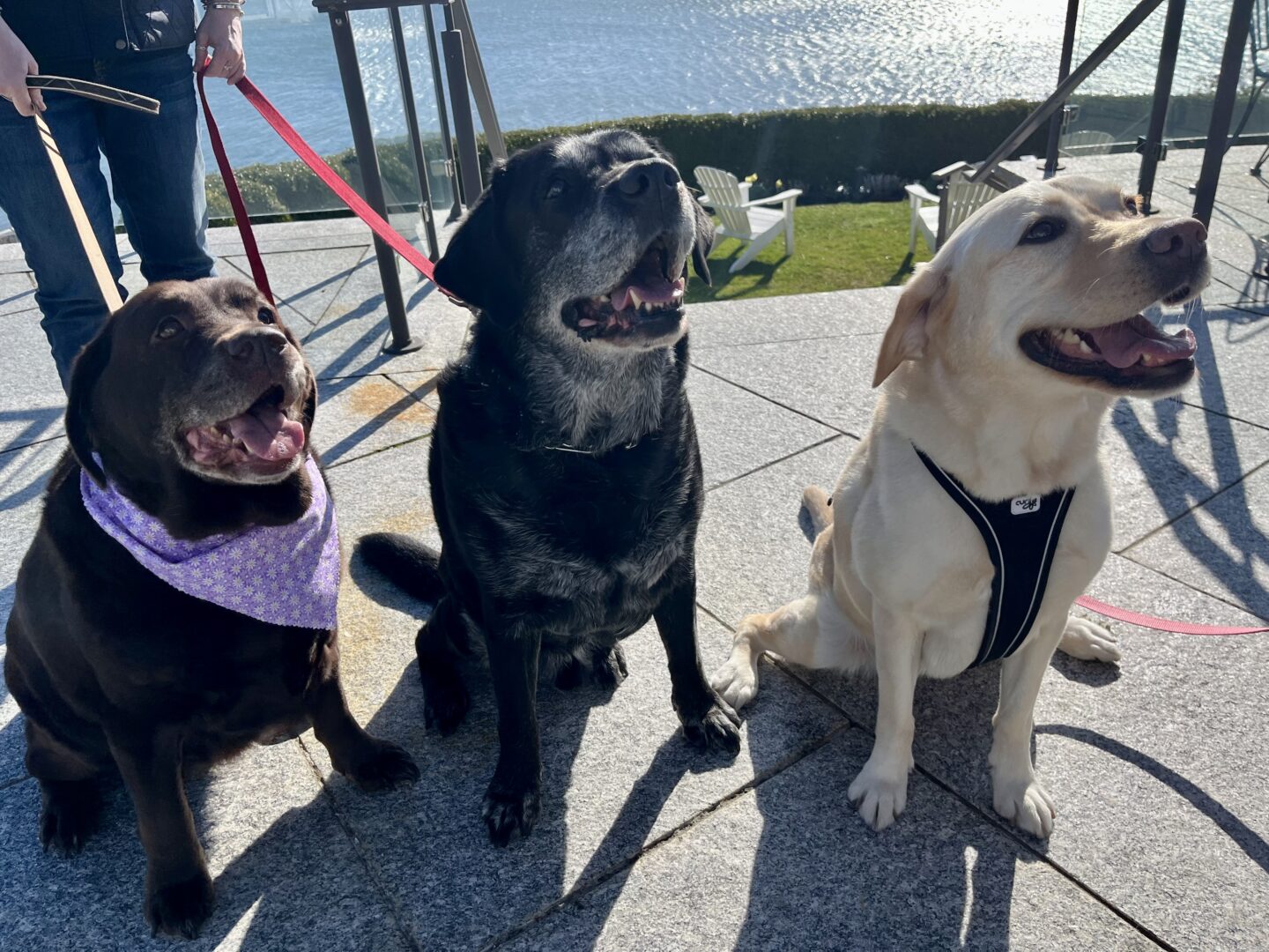 Paws & Rosé Yappy Hour | Wequassett