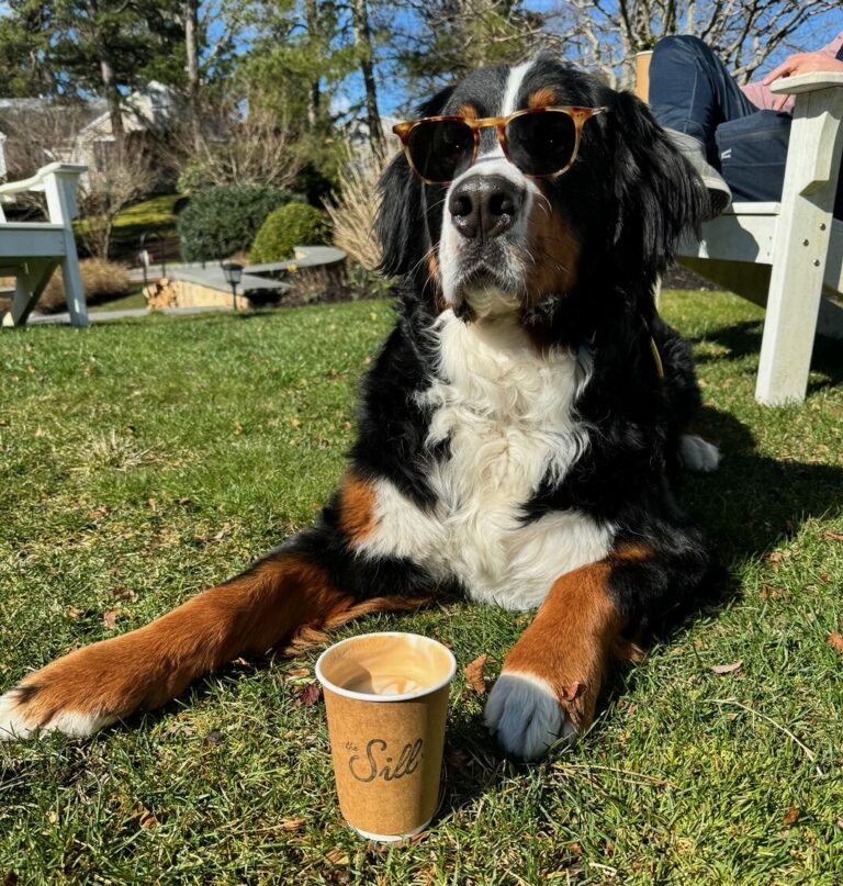 Pup on the patio