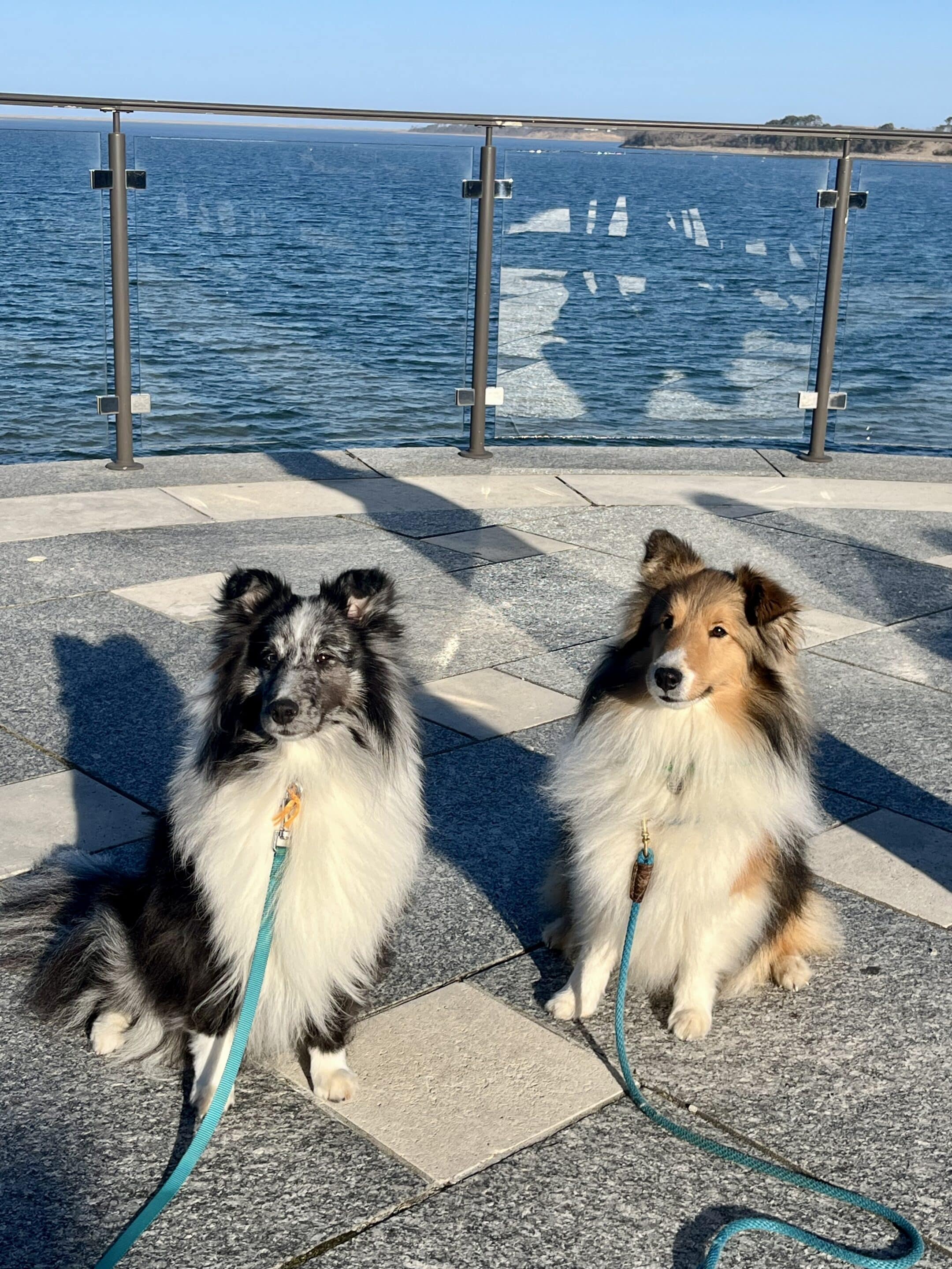 Two leashed dogs sit on a stone patio near a glass railing overlooking the ocean on a sunny day, ready to enjoy Yappy Hour.