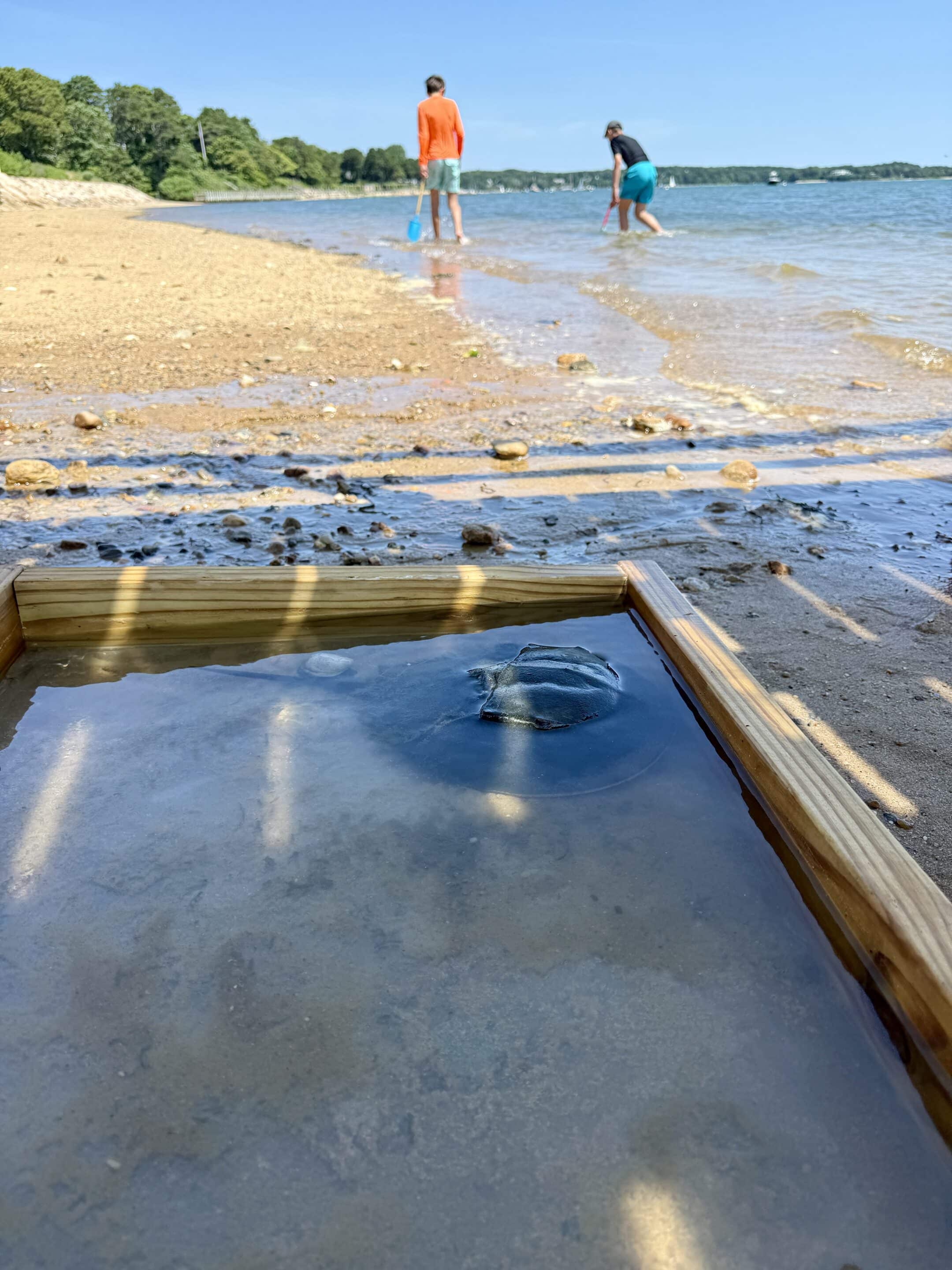 A small turtle is in a wooden box filled with water on a sandy shore at Pleasant Bay, while two Pleasant Bay Explorers stand and play near the water's edge in the background.
