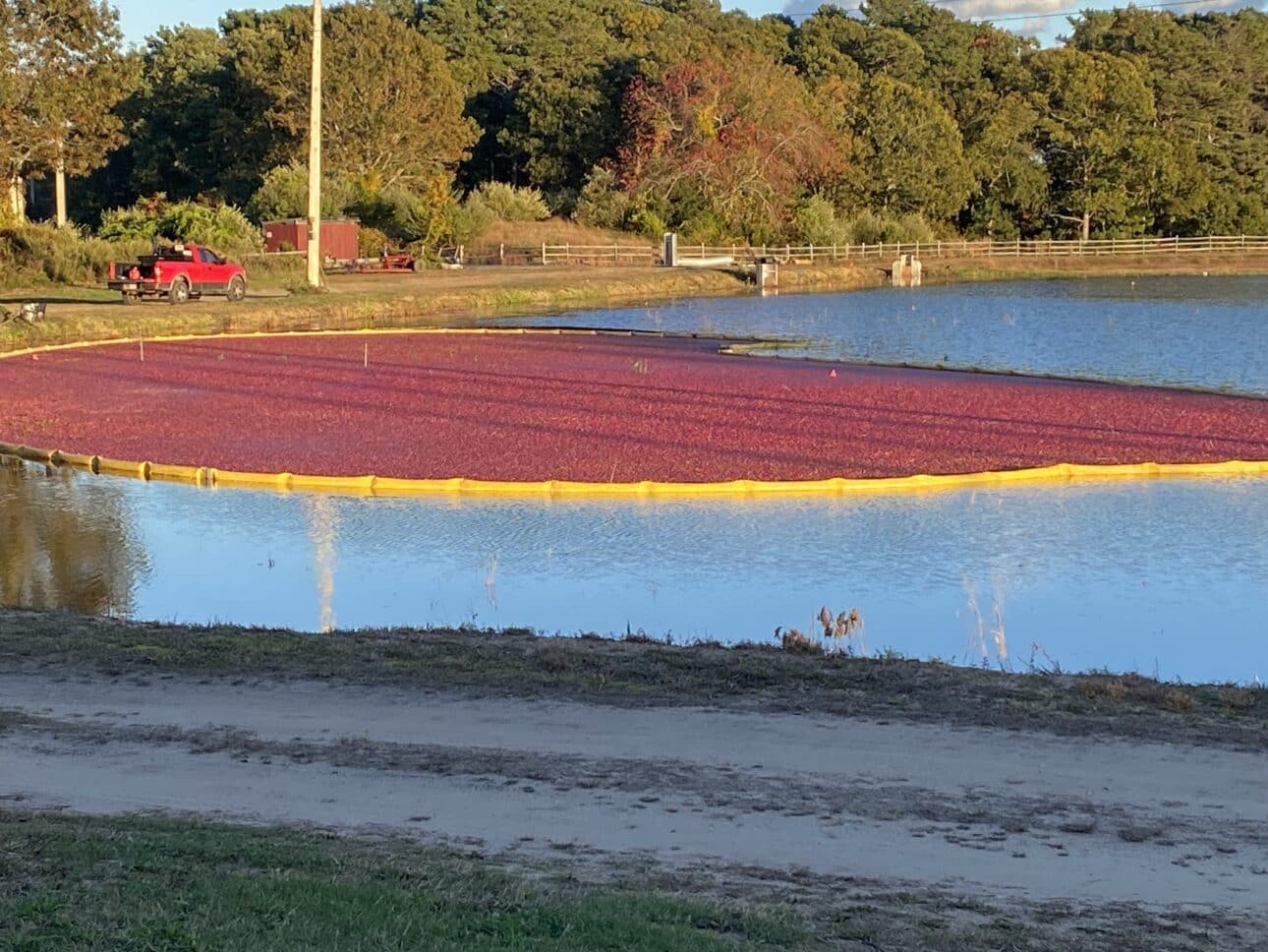 A cranberry bog with red cranberries floating inside a yellow barrier on the water, surrounded by trees and a red truck parked nearby.