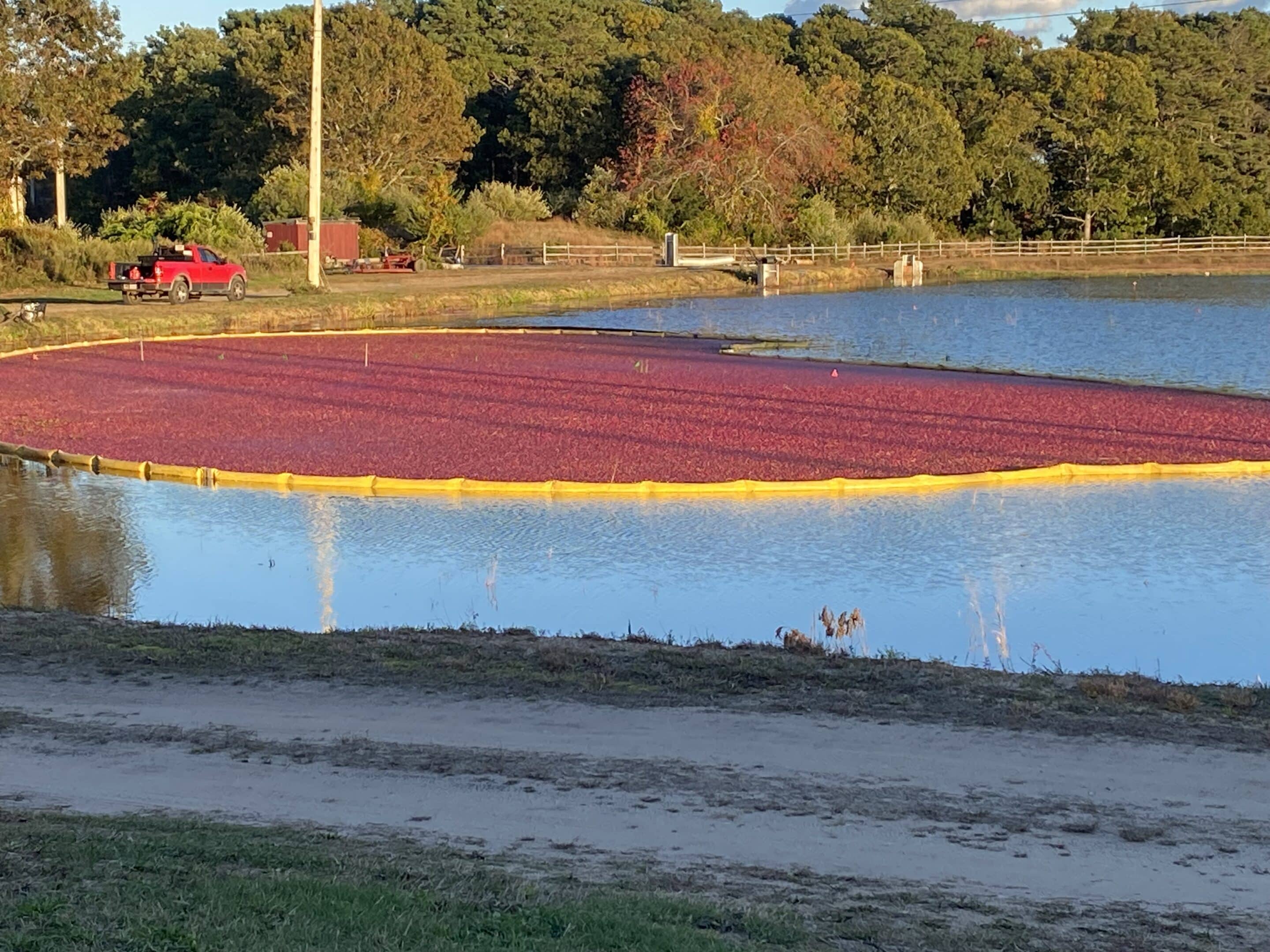 A cranberry bog with red cranberries floating inside a yellow barrier on the water, surrounded by trees and a red truck parked nearby.