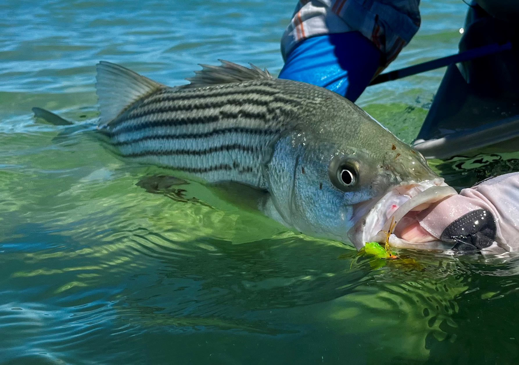 Orvis Fly Fishing