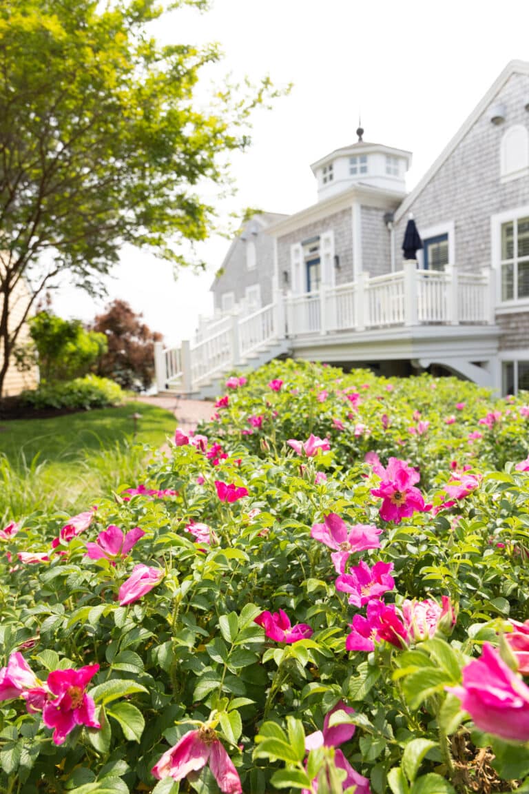 A garden with pink flowers in the foreground and a gray shingle-style house with a white porch and cupola in the background captures the charm of Fall at Wequassett.