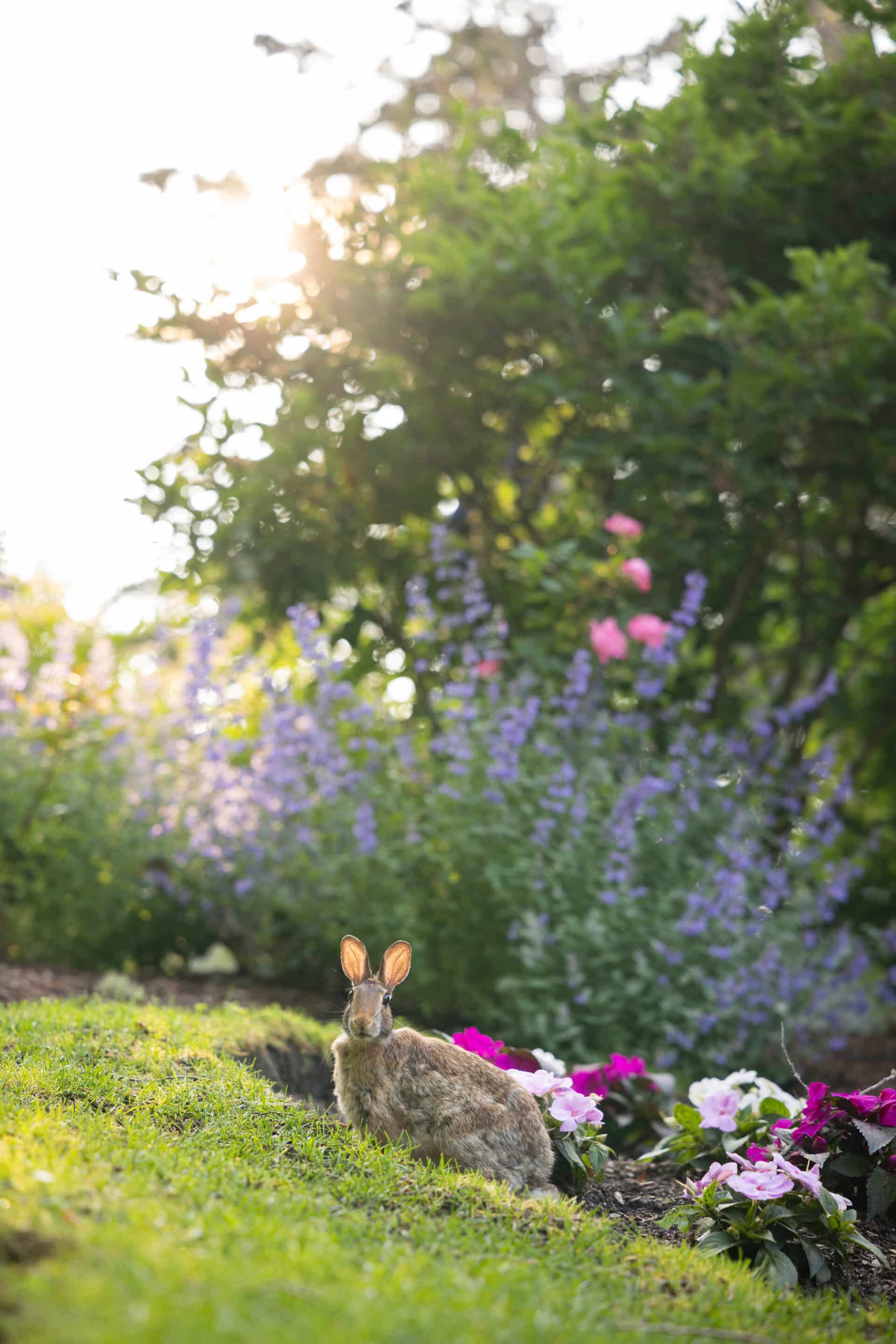 A rabbit sits on grass near blooming flowers with sunlight shining through trees and bushes in the background.