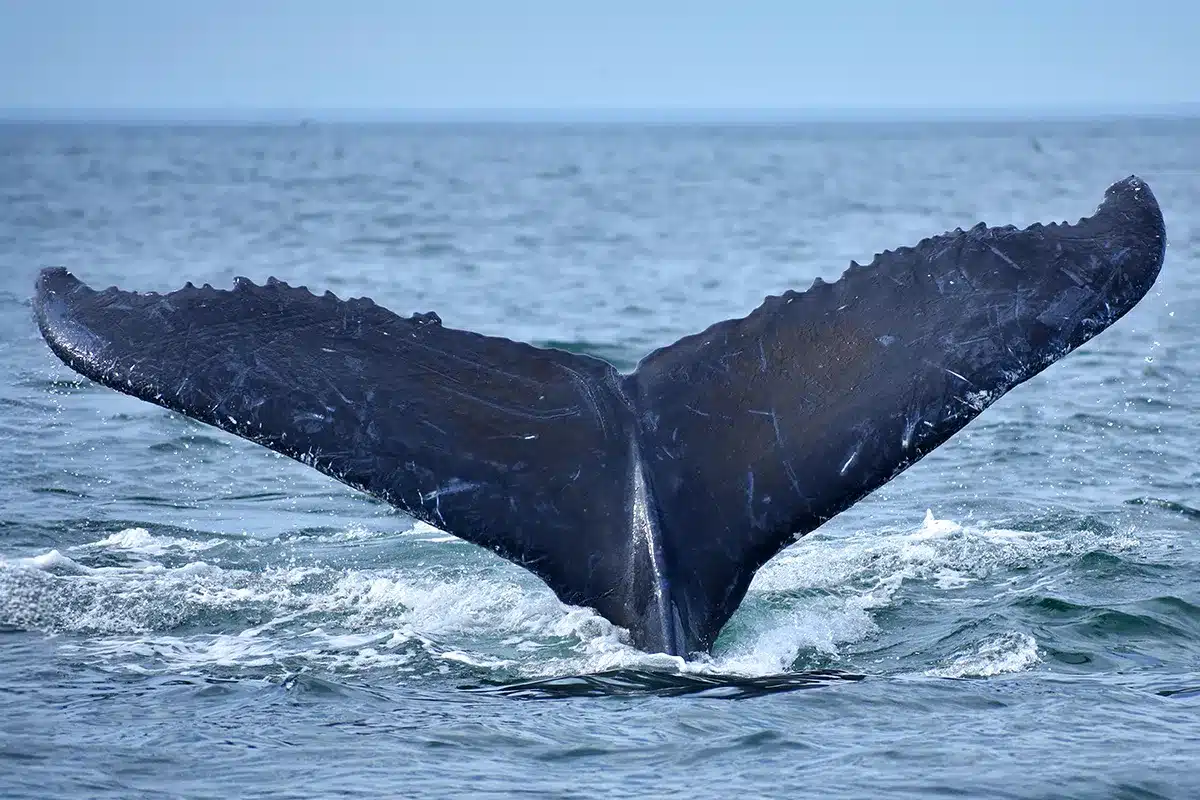 A humpback whale lifts its tail flukes above the ocean’s surface, water splashing around the edges—an unforgettable highlight for those seeking unique Water Experiences.
