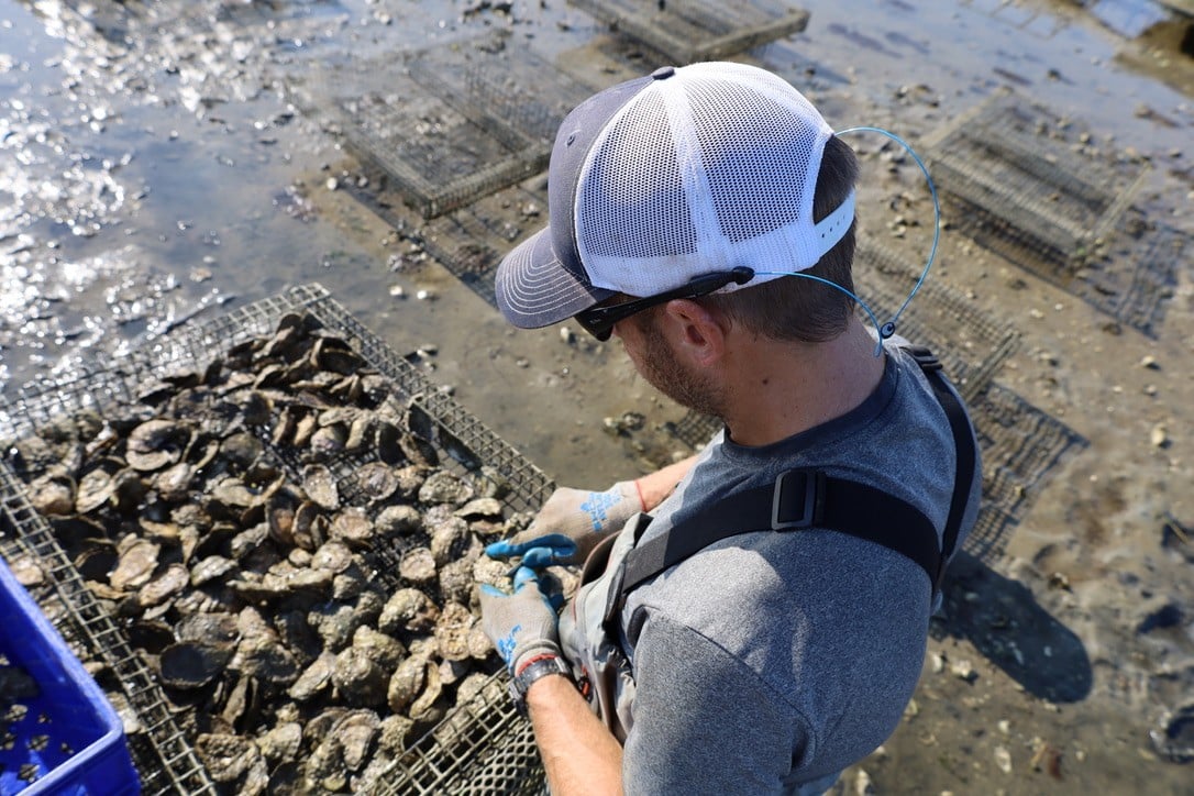 Person wearing gloves and a hat sorts oysters on a metal rack at an oyster farm near the water, with several oyster cages in the background.