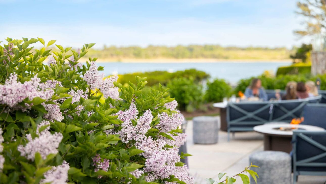 Lilac bushes in the foreground with an outdoor patio, seating areas, fire pits, and blurred people near a body of water in the background.