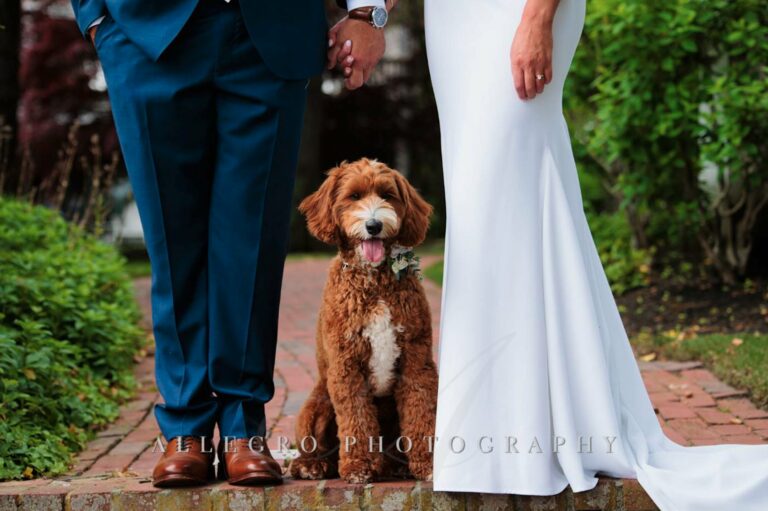 Bride wearing a white dress and groom wearing a blue suit holding hands with a dog sitting in the middle of them.