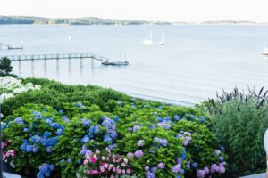 A garden with blooming hydrangeas at Wequassett Resort and Golf Club overlooks a calm body of water, where sailboats glide past a wooden dock extending from the shore.
